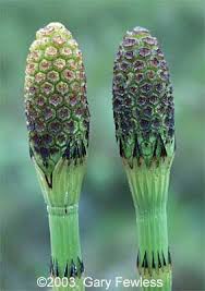 Attēlu rezultāti vaicājumam “Equisetum fluviatile”