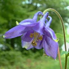 Attēlu rezultāti vaicājumam “Aquilegia vulgaris”