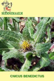 Image result for Cnicus benedictus