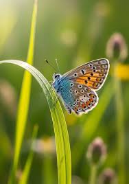 Attēlu rezultāti vaicājumam “Polyommatus icarus”