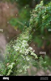 Attēlu rezultāti vaicājumam “Galium schultesii leaf”
