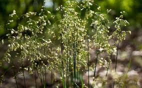 Attēlu rezultāti vaicājumam “Hierochloe odorata”