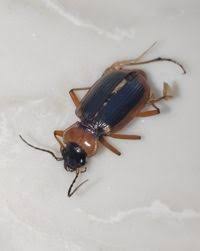 Attēlu rezultāti vaicājumam “Nebria livida”