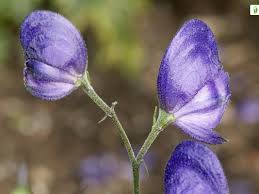 Attēlu rezultāti vaicājumam “Aconitum napellus bud”