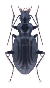 Attēlu rezultāti vaicājumam “Limodromus assimilis”