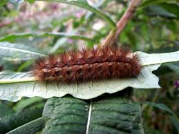 Attēlu rezultāti vaicājumam “Spilosoma lutea larva”