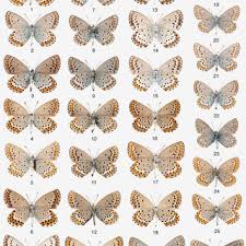 Attēlu rezultāti vaicājumam “Plebejus argyrognomon underside”