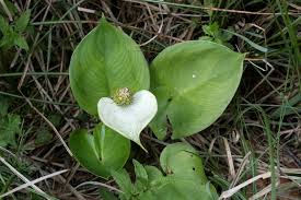 Attēlu rezultāti vaicājumam “Calla palustris leaf”