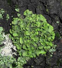 Attēlu rezultāti vaicājumam “Pleurosticta acetabulum”