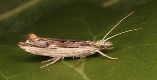 Attēlu rezultāti vaicājumam “Ypsolophidae”