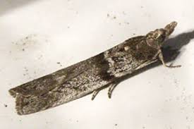 Attēlu rezultāti vaicājumam “Zophodia grossulariella”