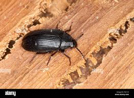 Attēlu rezultāti vaicājumam “Alleculidae”