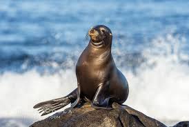 Image result for Zalophus californianus