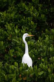 Attēlu rezultāti vaicājumam “Egretta alba adult”