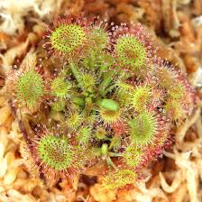 Attēlu rezultāti vaicājumam “Drosera rotundifolia flower”