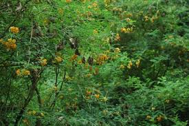 Image result for Colutea x media (arborescens x orientalis)