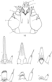 Attēlu rezultāti vaicājumam “Panolis umbra”