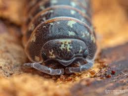 Attēlu rezultāti vaicājumam “Armadillidium pulchellum”