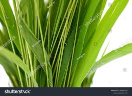 Attēlu rezultāti vaicājumam “Setaria viridis leaf”