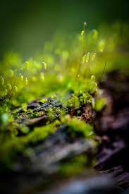 Attēlu rezultāti vaicājumam “Bryales”