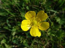 Attēlu rezultāti vaicājumam “Ranunculus lanuginosus leaf”