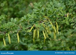 Attēlu rezultāti vaicājumam “Caragana arborescens fruit”