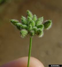 Attēlu rezultāti vaicājumam “Torilis japonica”