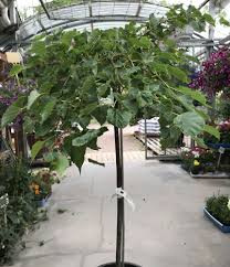 Attēlu rezultāti vaicājumam “Tilia amurensis”