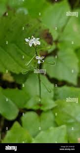 Attēlu rezultāti vaicājumam “Circaea alpina flower”