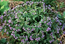 Attēlu rezultāti vaicājumam “Pulmonaria saccharata leaf”