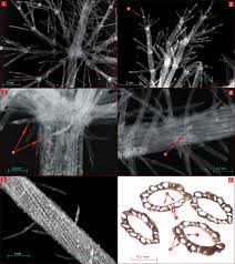 Attēlu rezultāti vaicājumam “Chara polyacantha”
