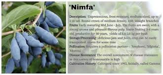 Attēlu rezultāti vaicājumam “Lonicera caerulea var. pallasii fruit”