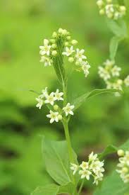 Attēlu rezultāti vaicājumam “Vincetoxicum hirundinaria flower”