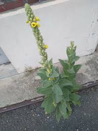 Attēlu rezultāti vaicājumam “Verbascum thapsus”