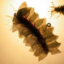 Attēlu rezultāti vaicājumam “Lophozia longiflora”