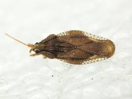 Attēlu rezultāti vaicājumam “Physatocheila smreczynskii”