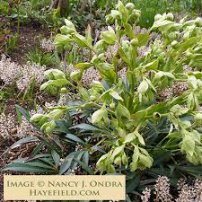 Image result for Helleborus foetidus