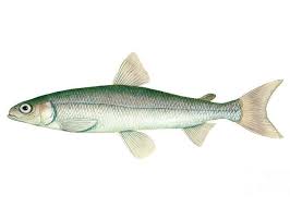 Image result for Osmerus mordax