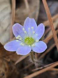 Attēlu rezultāti vaicājumam “Hepatica nobilis fruit”