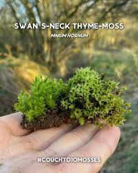 Attēlu rezultāti vaicājumam “Mnium hornum”