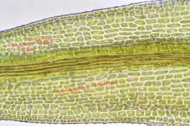 Attēlu rezultāti vaicājumam “Hymenostylium recurvirostrum macro”