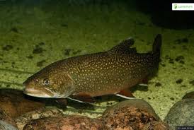 Image result for Salvelinus namaycush