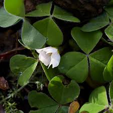 Attēlu rezultāti vaicājumam “Cribraria oregana”