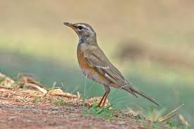 Image result for Turdus obscurus