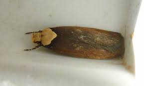 Attēlu rezultāti vaicājumam “Depressaria depressana”