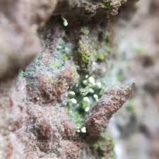 Attēlu rezultāti vaicājumam “Chaenotheca brachypoda”