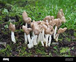 Attēlu rezultāti vaicājumam “Helvella elastica”