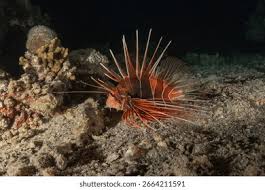 Image result for Pterois miles