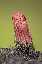 Attēlu rezultāti vaicājumam “Stemonitopsis sp.”