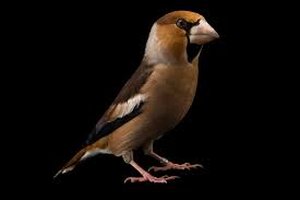 Attēlu rezultāti vaicājumam “Coccothraustes coccothraustes”